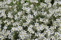 Kruipend gipskruid - thumbnail