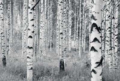 Noordwand Komar Munich Design Fotobehang Woods - V8-724