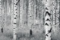 Noordwand Komar Munich Design Fotobehang Woods - V8-724 - thumbnail