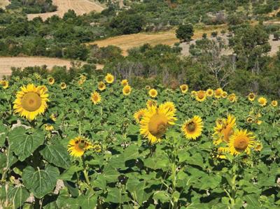 Zonnebloemen 70x50cm Tuinschilderij Customize-it - Customize it Zonnebloemen 70x50cm Tuinschilderij Customize-it - Customize it
