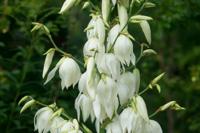 Palmlelie - thumbnail