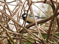 Singing Friend vogelhuisje groen - thumbnail