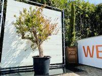 Citrusboom - Granaatappelboom - thumbnail