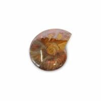 Ammoniet -Vindplaats Madagaskar (Model 163) - thumbnail