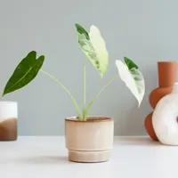 Alocasia Frydek Variegata - Micholitziana variegata - P9 - thumbnail