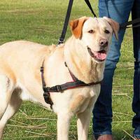 Hondentuigje Trixie Zwart S/M - thumbnail