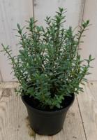 3 stuks! Hebe Veronica struikje groenblijvend Lichtblauw Warentuin Natuurlijk - Warentuin natuurlijk - thumbnail