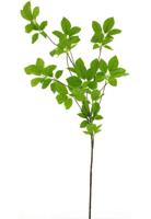 Spring fresh leaf spray green 130 cm kunstbloem Erutan Avon - Erutan avon - thumbnail