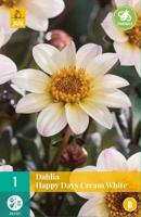 Dahlia happy days cream white - thumbnail