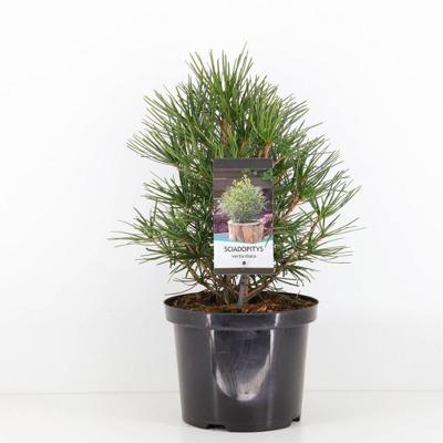 Sciadopitys verticillata 30-40 cm Conifeer Japanse parasolden Warentuin Natuurlijk - Warentuin natuurlijk