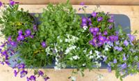 Randjesbloem Aubrieta 6 potjes in tray kleur wit/paars Warentuin Natuurlijk - Warentuin natuurlijk - thumbnail