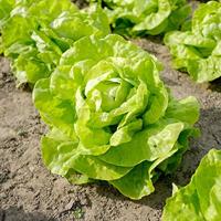 Kropsla zaden Appia - thumbnail