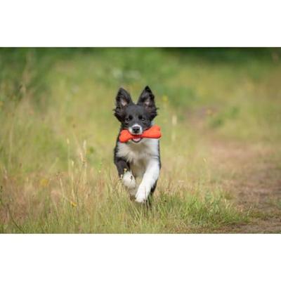 JACK AND VANILLA, Kauwbot van 100% natuurlijk rundvlees voor honden, stimuleert kauwen en tandhygiëne, maat 16 cm, natuurlijke kleur, model Playscent