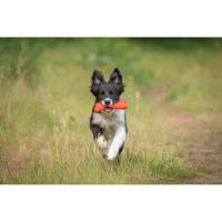 JACK AND VANILLA, Kauwbot van 100% natuurlijk rundvlees voor honden, stimuleert kauwen en tandhygiëne, maat 16 cm, natuurlijke kleur, model Playscent - thumbnail