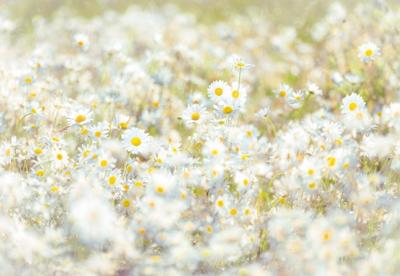 Komar Home; Komar Colours Fotobehang Daisies - 8-994