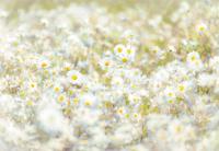 Komar Home; Komar Colours Fotobehang Daisies - 8-994 - thumbnail