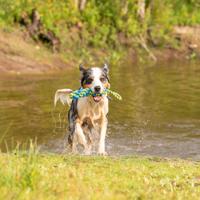 Honden waterspeeltje Tug Rope, blauw, Maat: S - thumbnail