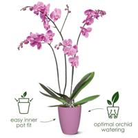 Elho brussels orchideeën pot hoog 12,5 cm transparant - thumbnail