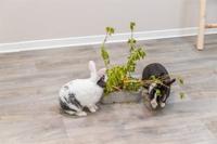 TRIXIE VOEDERRUIF KERAMIEK / HOUT GRIJS 26X17X23 CM - thumbnail