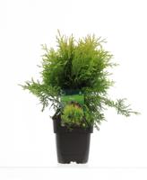 Westerse levensboom - thumbnail