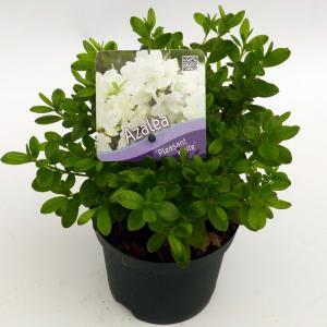 Rododendron (Rhododendron Japonica "Pleasant White") heester - 15-20 cm - 8 stuks Rododendron (Rhododendron Japonica "Pleasant White") heester - 15-20 cm - 8 stuks