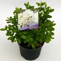 Rododendron (Rhododendron Japonica "Pleasant White") heester - 15-20 cm - 8 stuks - thumbnail