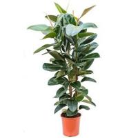 Ficus robusta XL kamerplant - thumbnail