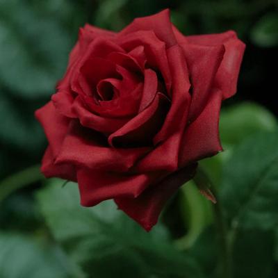 Kunst Rozentak Classic 46cm rood