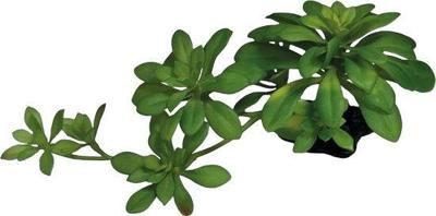 Plant succulent green xl Repto - Repto