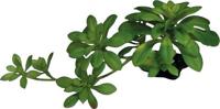 Plant succulent green xl Repto - Repto - thumbnail
