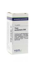 Thuja occidentalis D30 - thumbnail