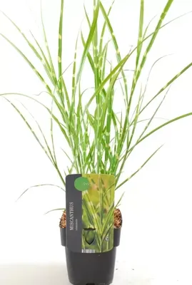 Siergras - Miscanthus Sinensis Strictus