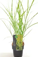 Siergras - Miscanthus Sinensis Strictus - thumbnail