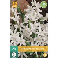 Chionodoxa luciliae alba 20 bollen - thumbnail