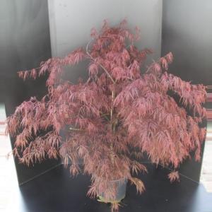 Japanse esdoorn (Acer palmatum "Garnet") heester - 80-100 cm - 1 stuks