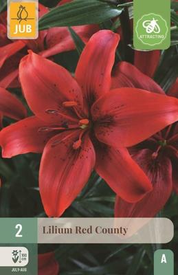 Lilium Red County rood 2 bloembollen Lelie JUB - Jub