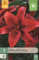 Lilium Red County rood 2 bloembollen Lelie JUB - Jub - thumbnail