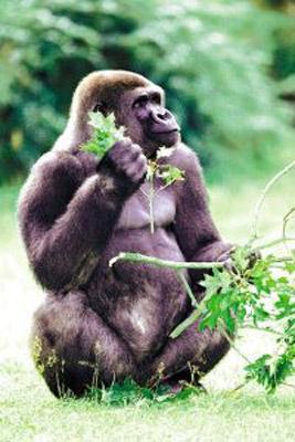 Animal Essences Gorilla 30 Milliliter Animal Essences Gorilla 30 Milliliter