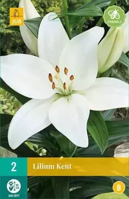 Bloembollen Lilium Kent 2st