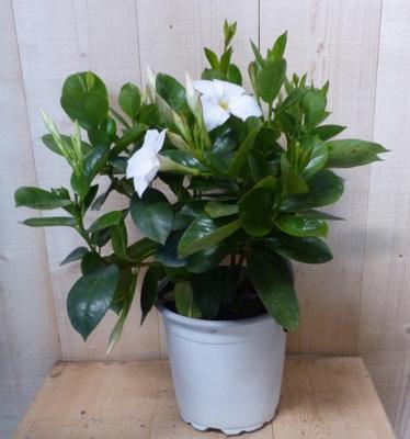Dipladenia Mandevilla Sundaville wit h30 cm Warentuin Natuurlijk - Warentuin natuurlijk