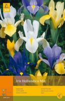 Bloembollen Iris Hollandica Mix 25st - thumbnail
