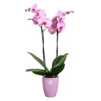 Elho brussels orchidee high 12,5 violet - thumbnail