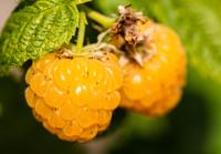 Herfstframboos - thumbnail