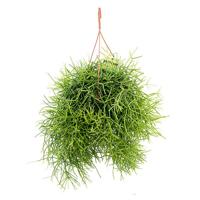 Rhipsalis Heteroclada (Easycare) - P21 - thumbnail