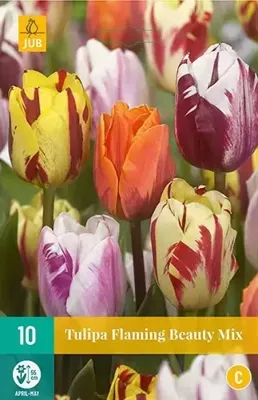 Tulp flaming beauty mix 7 bollen