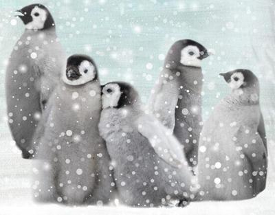 Good Morning Dekbedovertrek Pengu 140 x 200/220 cm + 1 kussen