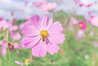 Tamron 20mm F/2.8 Di III RXD Sony FE - thumbnail