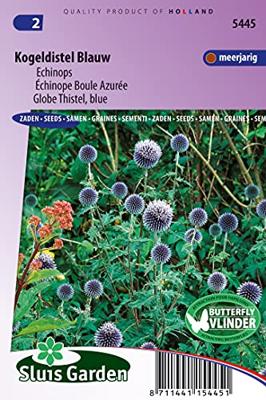 Echinops bloemzaden - Kogeldistel blauw