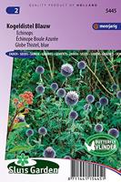 Echinops bloemzaden - Kogeldistel blauw - thumbnail
