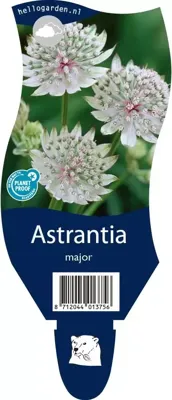 Astrantia major vaste plant Griffioen - Griffioen